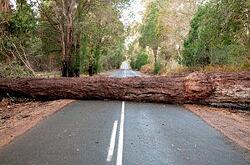 Fallen-Tree-Roadblock-300x198