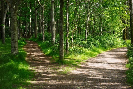 Hike Fork in the path